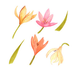 Handdrawn Watercolor lily with green leaves on the white background. Scrapbook design, typography poster, label, banner, post card.