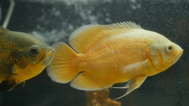two aquarium Astronotus ocellatus swim in an oxygenated aquarium. Close-up