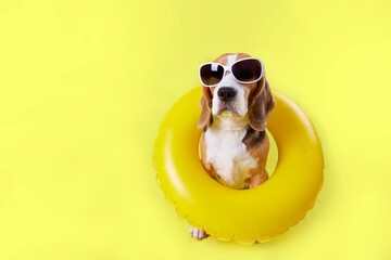 A beagle dog wearing sunglasses and an inflatable swimming circle on a yellow background. Banner. The concept of a summer holiday by the sea. Copy space. - obrazy, fototapety, plakaty
