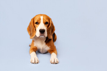 Cute dog beagle, lying on a blue isolated background. Copy space.