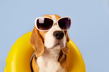 A beagle dog wearing sunglasses and an swimming circle on a blue background. The concept of a...