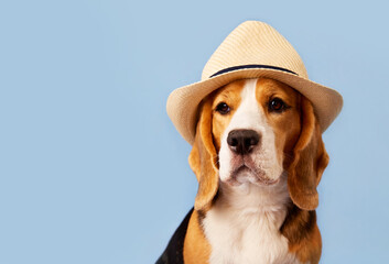 A beagle dog in a straw hat on a blue background. Banner. The concept of a summer holiday. Copy...