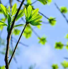 Obraz premium green leaves against blue sky