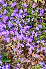 Obraz premium flowers in the garden