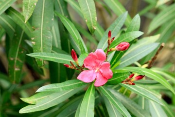 red flower in the garden