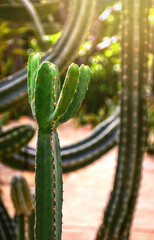 cactus in the garden