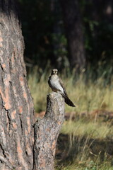 Cuckoo on a stump