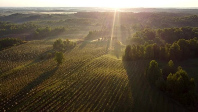 flying over a field with apple trees, a plantation of fruit trees on a drone in the light of the rising dawn sun