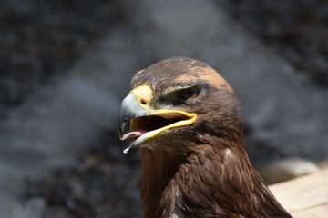 Сlose up of an eagle