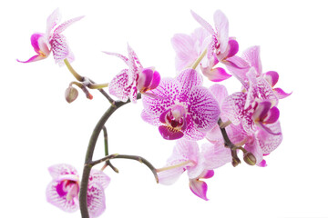 Naklejka na ściany i meble Beautiful pink orchids isolated on white background
