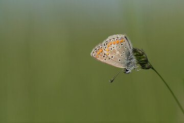 Brown argus butterfly on a plant in nature
