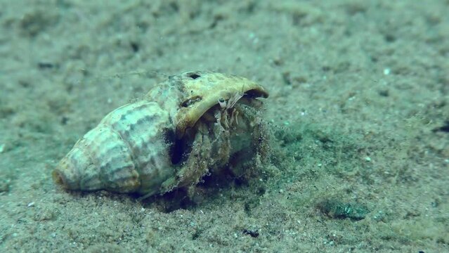 Small hermit crab (Diogenes pugilator) on a sandy bottom, close-up.