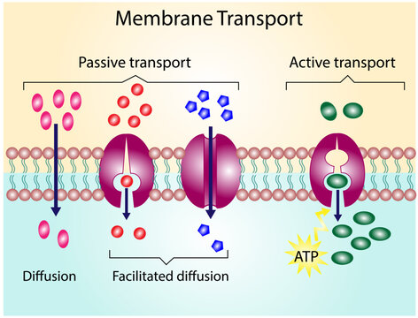 Active vs passive transport for Molecules movement in cell. Membrane transport, different concentration gradients. Diffusion and facilitated diffusion.  Active transport via  ATP. vector illustration.