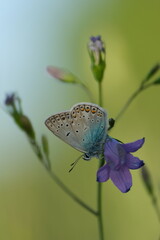 Common blue butterfly on a spreading bellflower in nature, small butterfly resting on a purple flower