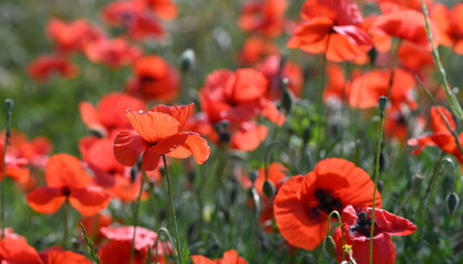 Obraz premium coquelicot