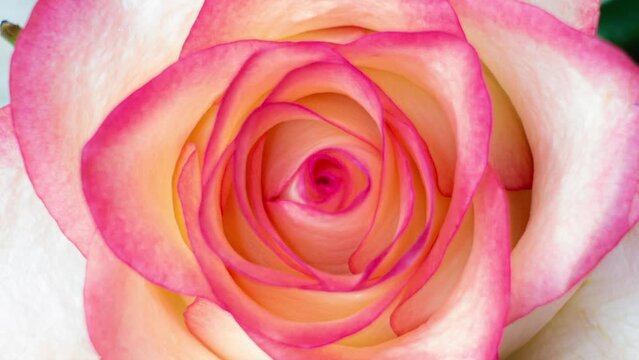beautiful pink rose spin around the axis