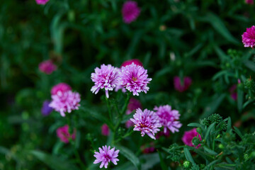 Close-up of purple Marguerite flower in the garden