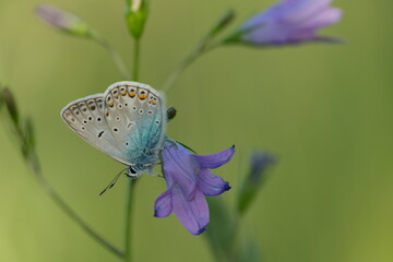 Common blue butterfly on a spreading bellflower in nature, small butterfly resting on a purple flower