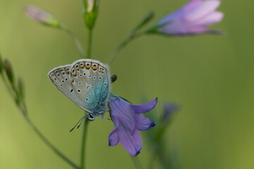 Common blue butterfly on a spreading bellflower in nature, small butterfly resting on a purple flower