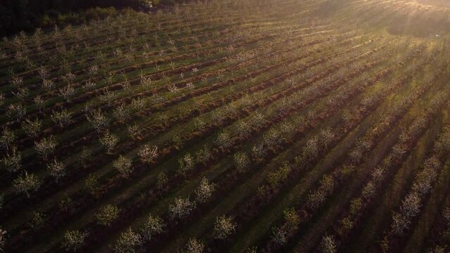  field planted with apple trees the light of sunrise sanctifies the plantation, flying on a drone.