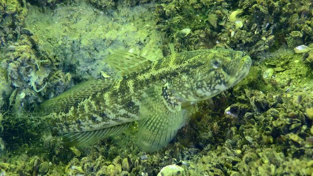 Breeding Grass goby (Zosterisessor ophiocephalus): the male guards the hole in which the nest is located.
