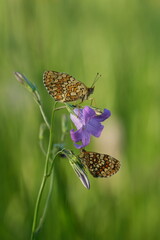 Two heath fritillary butterfly on a plant