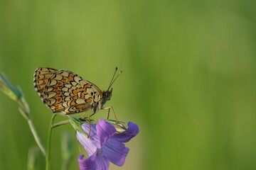 Heath fritillary butterfly on a plant