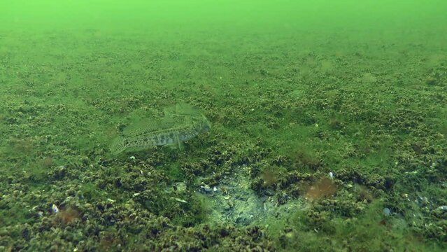 Breeding Grass goby (Zosterisessor ophiocephalus): Two males listlessly confront next to the hole, wide shot.