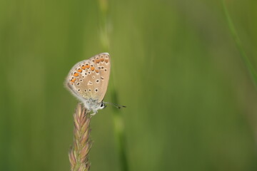 Brown argus butterfly on a plant in nature