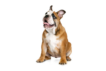 Portrait of beautiful purebred dog, bulldog puppy posing isolated on white studio background. Concept of animal, breed, vet, health and care