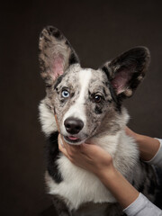 marble welsh corgi cardigan on a brown background. Funny Spotted Pet