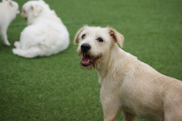 a white puppy on the green grass