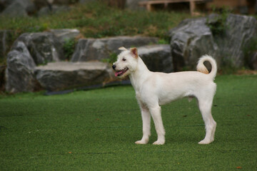 a white puppy on the green grass