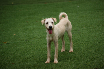 a white puppy on the green grass