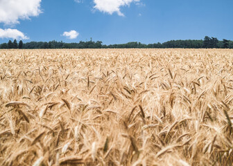 Golden wheat field on a bright sunny day