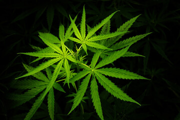 Naklejka na ściany i meble marijuana leaves cannabis plants a beautiful background