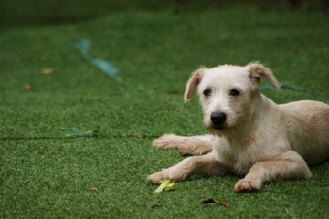 a white puppy on the green grass