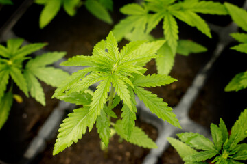 close up Canabis seedings are planted in segregated fields.