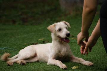 a white puppy on the green grass