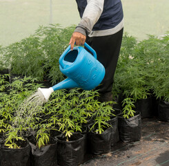 A gardener in a hat is watering a cannabis plant in a plantation.
