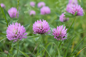Pink clover flower (Trifolium) in a meadow in spring, green grass background.