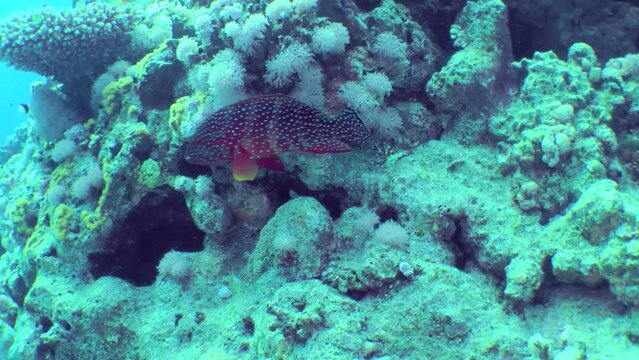 A bright red Coral Grouper (Cephalopholis miniata) stands under a coral bush, then slowly swims away.
