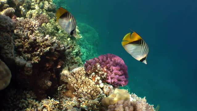A pair of brightly Threadfin Butterflyfish (Chaetodon auriga) swim against the backdrop of a coral reef in the clear water infused with sunlight.
