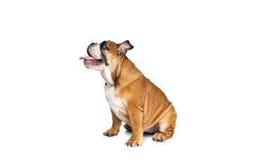 Obraz premium Portrait of beautiful purebred dog, bulldog puppy posing isolated on white studio background. Concept of animal, breed, vet, health and care