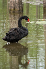 Close-up of a majestic black swan swimming in a beautiful pond