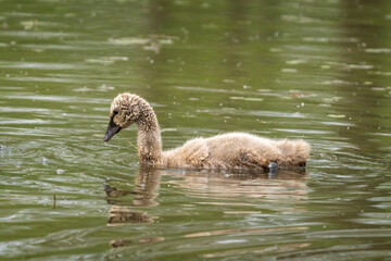Close-up of a baby black swan swimming in a beautiful pond