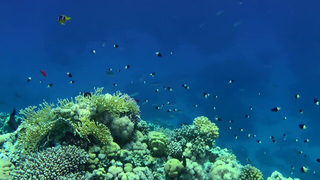Shoal of Bicolor Damselfish swims above coral reef on blue water background. Half-and-half Chromis, Chocolate-dip chromis (Chromis dimidiata).