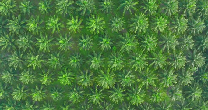 Aerial top view from above of palm oil tree field on a farm plantation agriculture for energy biodiesel and petroleum oil from plant in southern Thailand, South east asia.