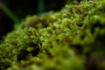 Green moss on a stone, macro