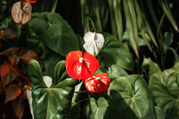 close up view of a tree branch with a bunch of red flowers